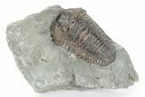 Long Prone Flexicalymene Trilobite - Mt Orab, Ohio #245140-1